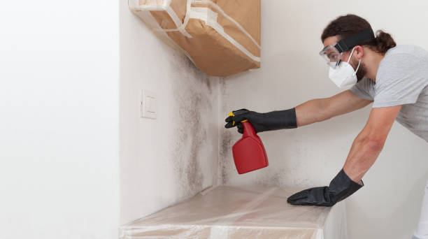 Professional Mold Removal technician working in Breezewood, PA