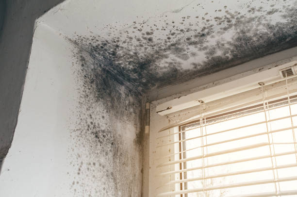 Affordable Mold Removal solutions in Breezewood, PA