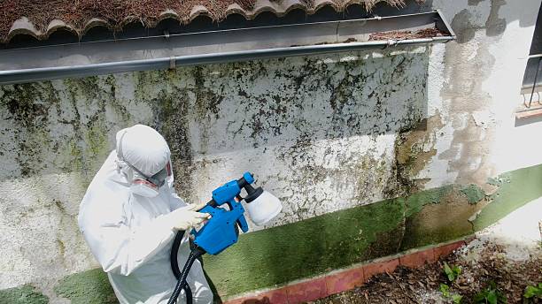 Top rated local Mold Removal specialists in Breezewood, PA